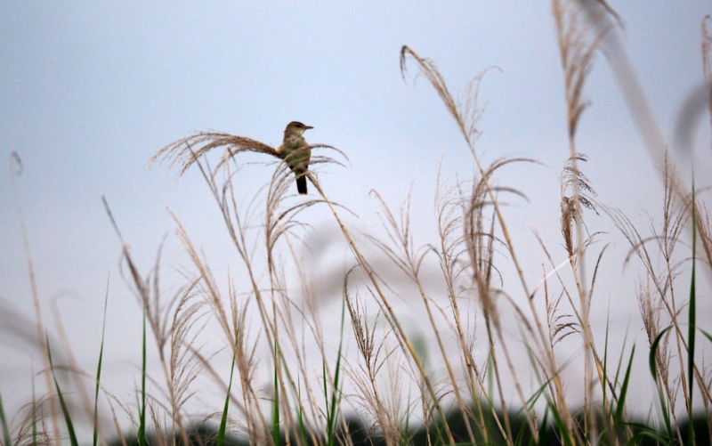 f:id:digibirds:20140611092320j:image