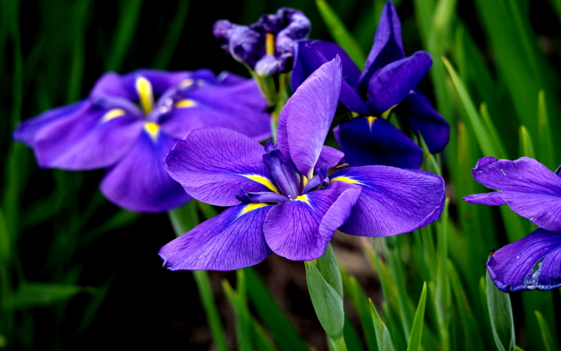 f:id:digibirds:20140612120943j:image