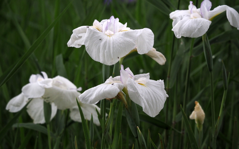 f:id:digibirds:20140612121357j:image