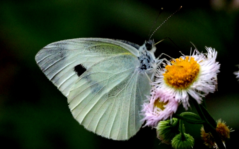 f:id:digibirds:20140614224852j:image