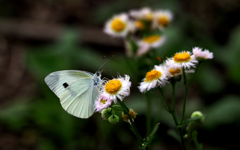 f:id:digibirds:20140614224857j:image