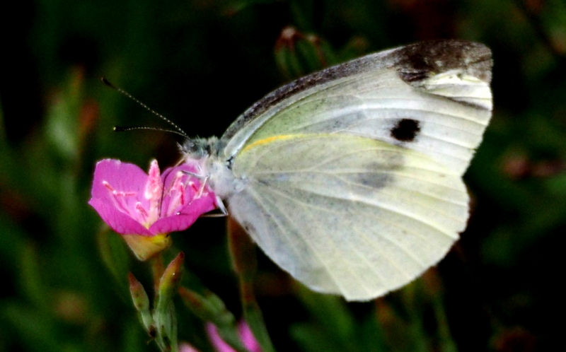 f:id:digibirds:20140614224930j:image