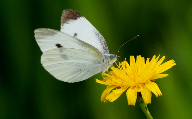 f:id:digibirds:20140614224950j:image