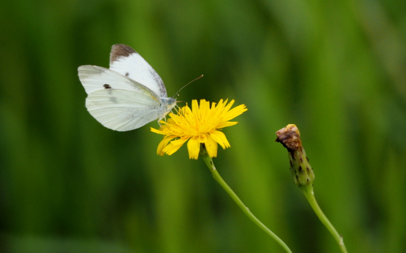 f:id:digibirds:20140614224957j:image