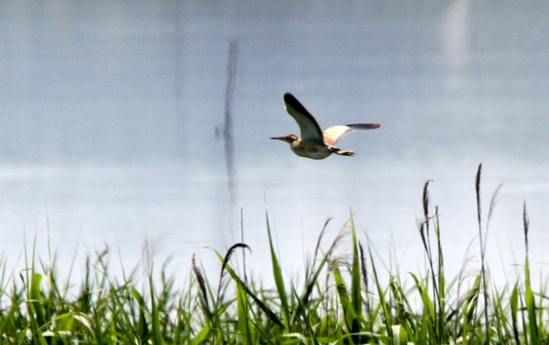 f:id:digibirds:20140615211452j:image