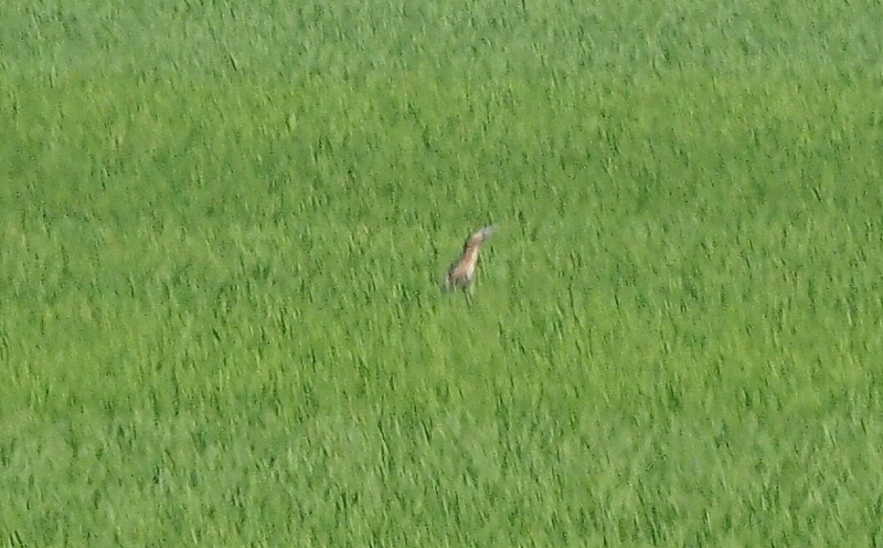 f:id:digibirds:20140616182437j:image f:id:digibirds:20140616182437j:image