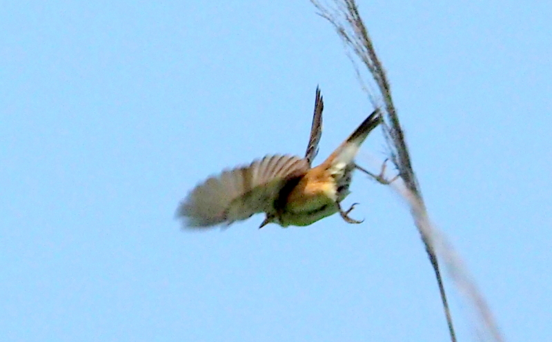 f:id:digibirds:20140617090528j:image f:id:digibirds:20140617090528j:image