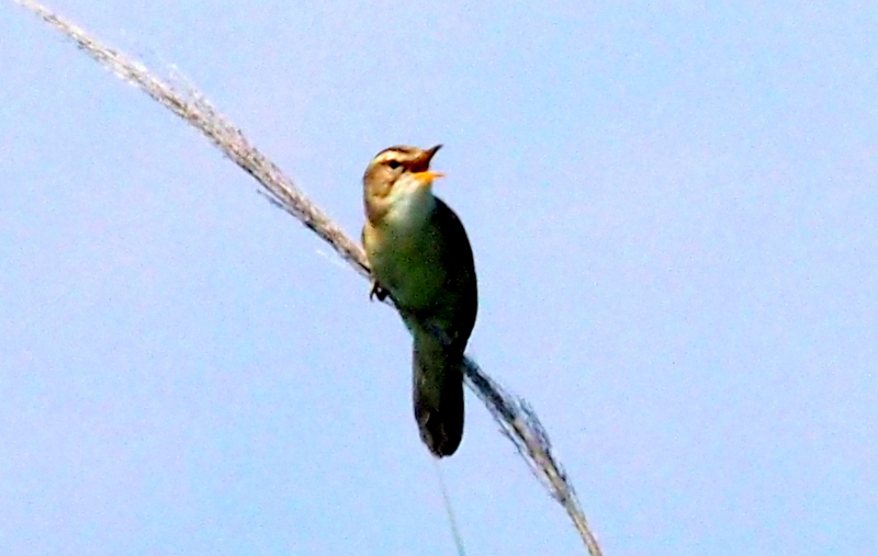 f:id:digibirds:20140617090530j:image f:id:digibirds:20140617090530j:image