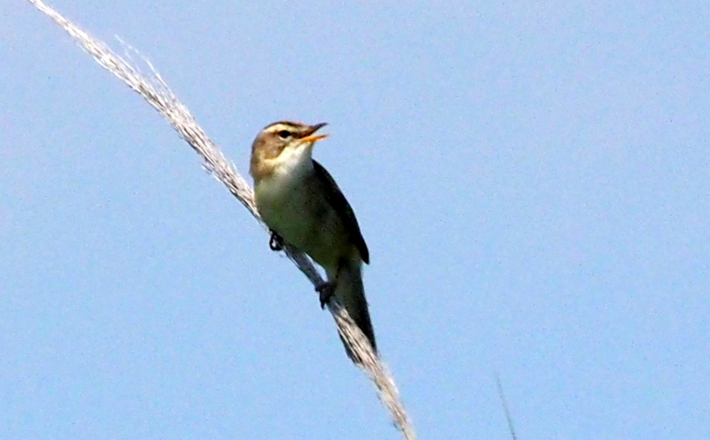 f:id:digibirds:20140617090532j:image f:id:digibirds:20140617090532j:image