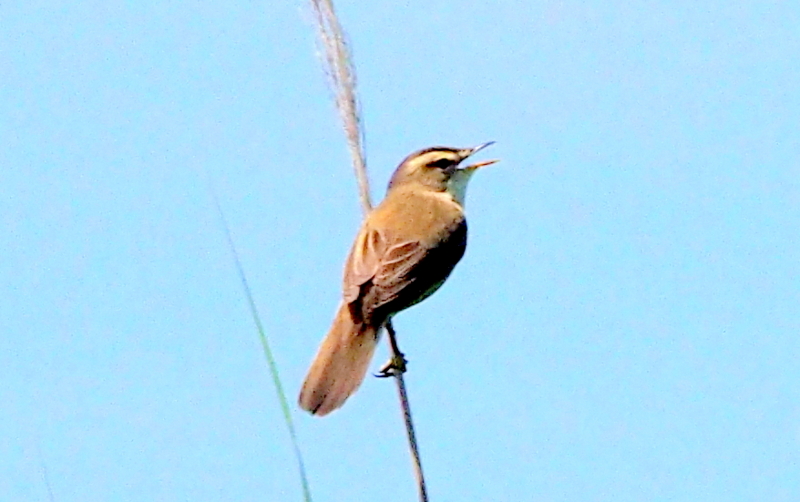 f:id:digibirds:20140617090534j:image f:id:digibirds:20140617090534j:image