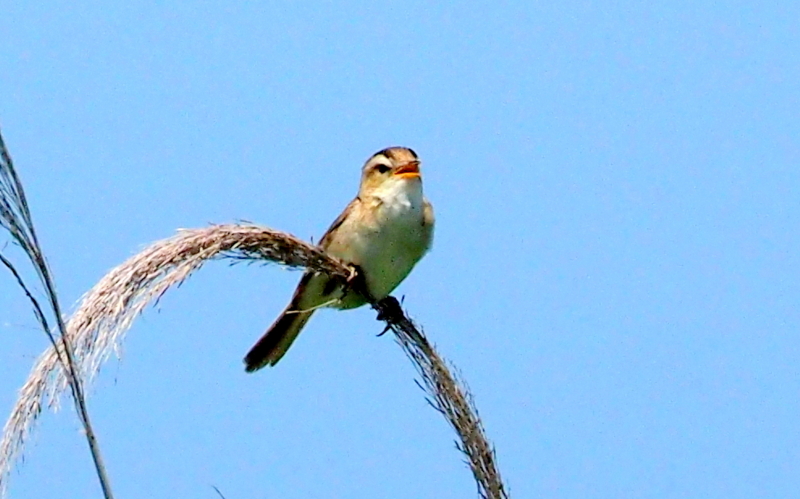 f:id:digibirds:20140617090535j:image f:id:digibirds:20140617090535j:image