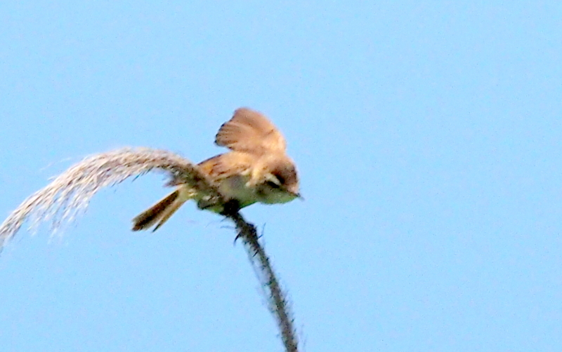 f:id:digibirds:20140617090542j:image f:id:digibirds:20140617090542j:image