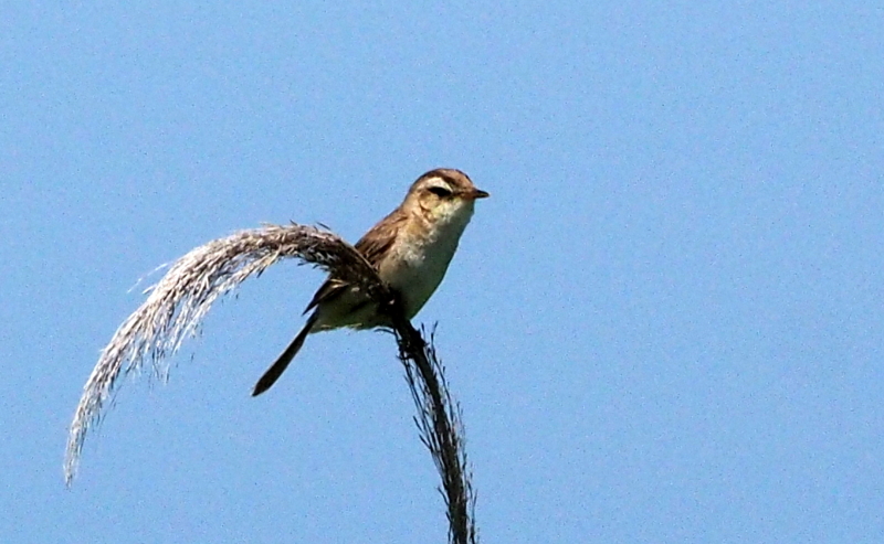 f:id:digibirds:20140617090544j:image f:id:digibirds:20140617090544j:image