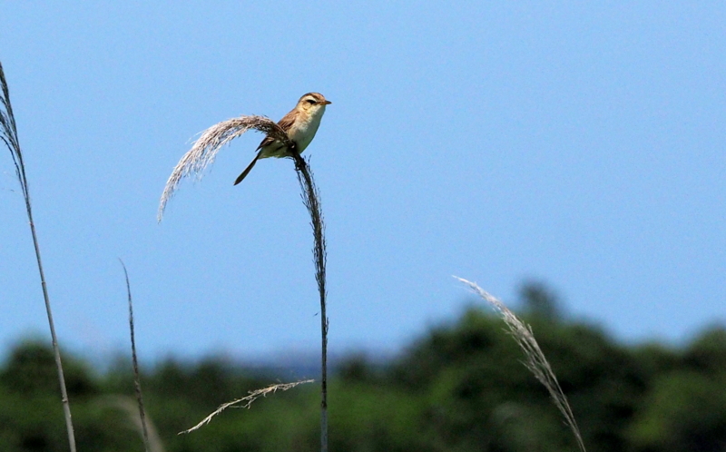 f:id:digibirds:20140617090546j:image f:id:digibirds:20140617090546j:image