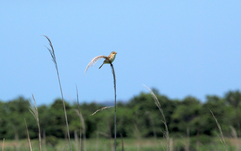 f:id:digibirds:20140617090552j:image f:id:digibirds:20140617090552j:image