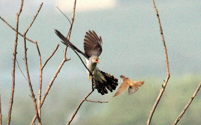 f:id:digibirds:20140620130206j:image