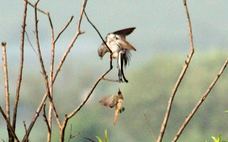 f:id:digibirds:20140620130212j:image