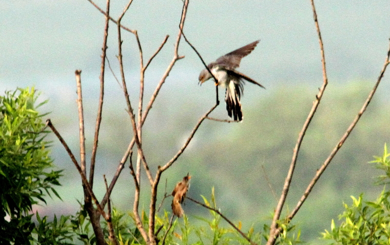f:id:digibirds:20140620130217j:image