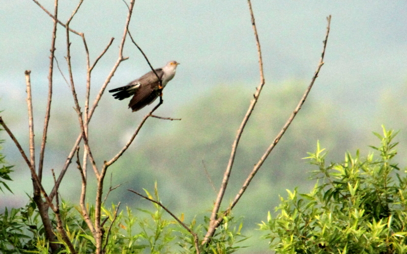 f:id:digibirds:20140620130223j:image
