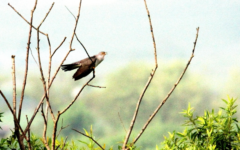f:id:digibirds:20140620130227j:image