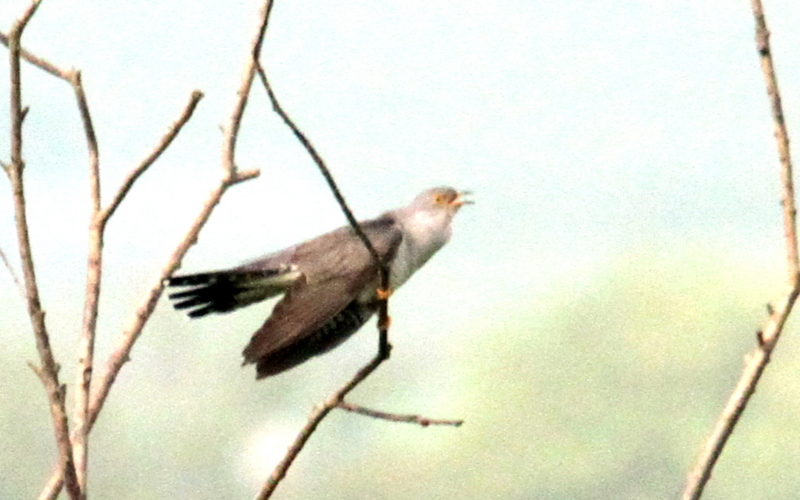 f:id:digibirds:20140620135157j:image