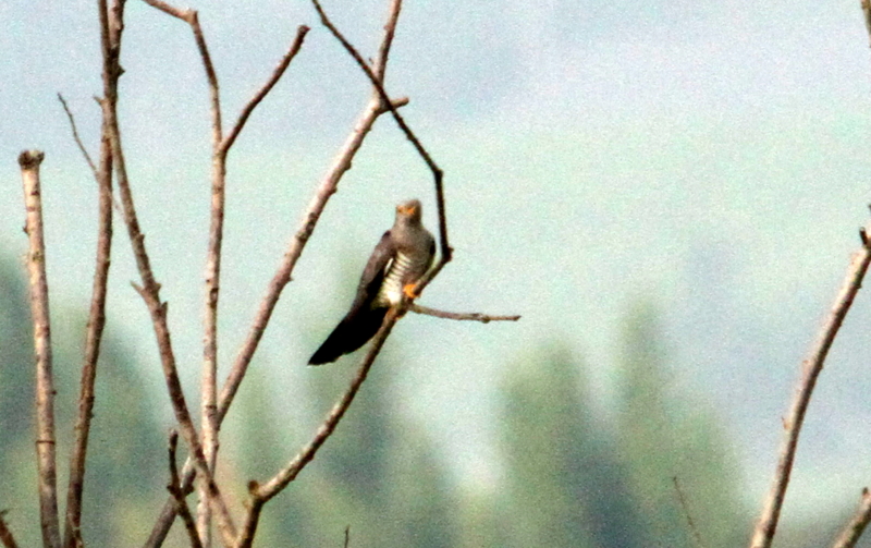 f:id:digibirds:20140620184239j:image