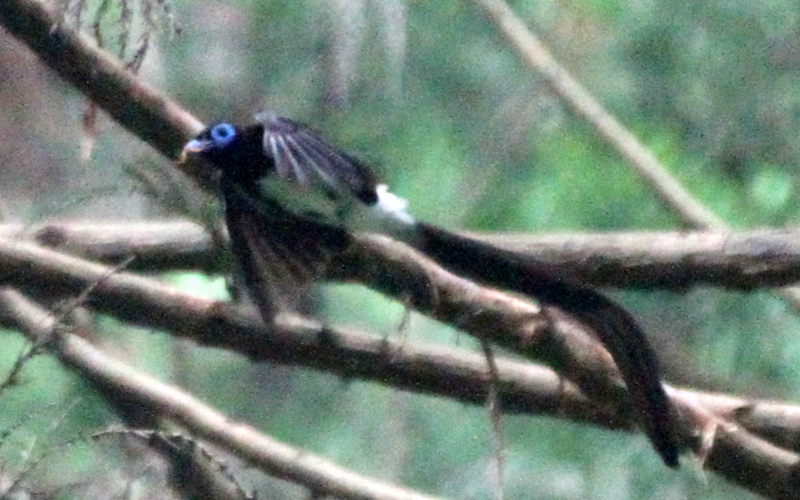 f:id:digibirds:20140621193649j:image