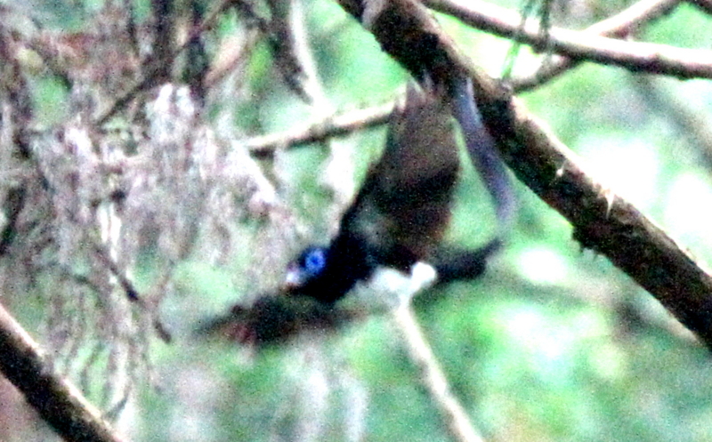 f:id:digibirds:20140621200343j:image