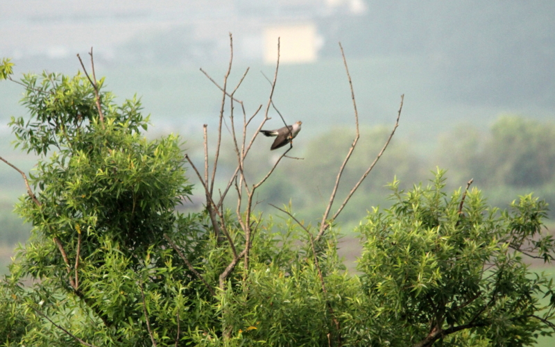 f:id:digibirds:20140622050319j:image
