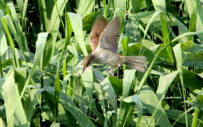 f:id:digibirds:20140622095842j:image