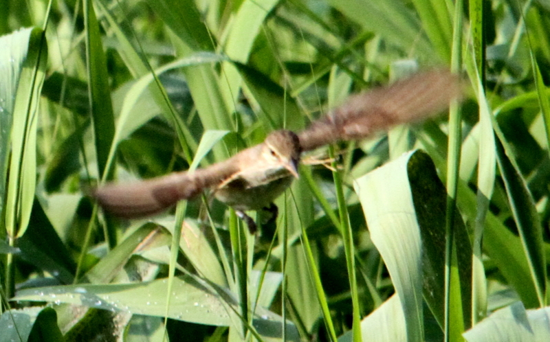f:id:digibirds:20140622095848j:image