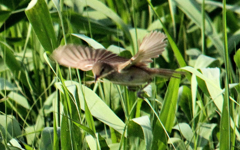 f:id:digibirds:20140622101722j:image
