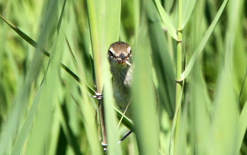 f:id:digibirds:20140624161139j:image