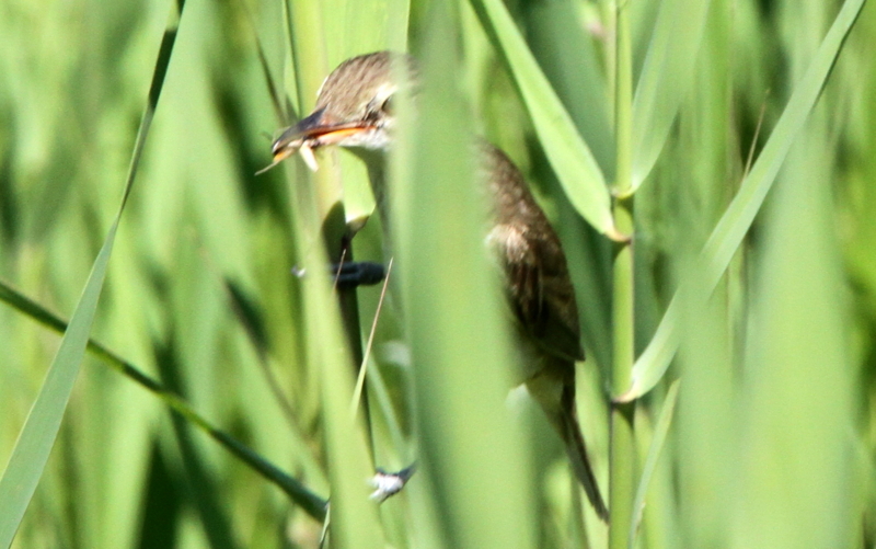 f:id:digibirds:20140624161147j:image