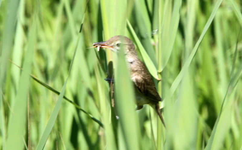 f:id:digibirds:20140624161149j:image