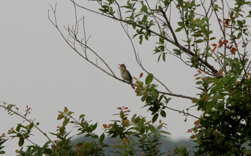 f:id:digibirds:20140625145441j:image f:id:digibirds:20140625145441j:image