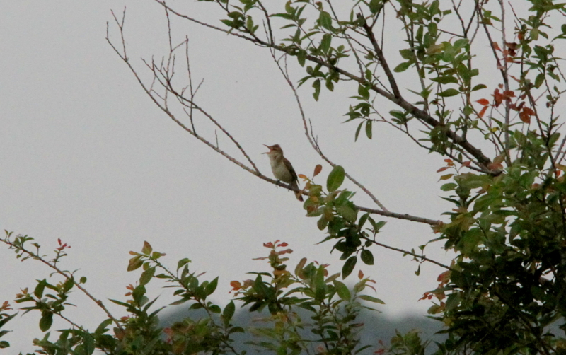f:id:digibirds:20140625145447j:image f:id:digibirds:20140625145447j:image