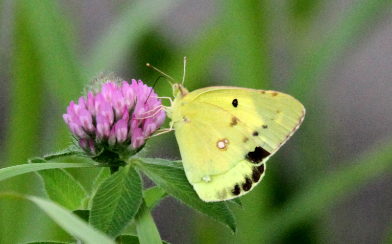 f:id:digibirds:20140626085037j:image