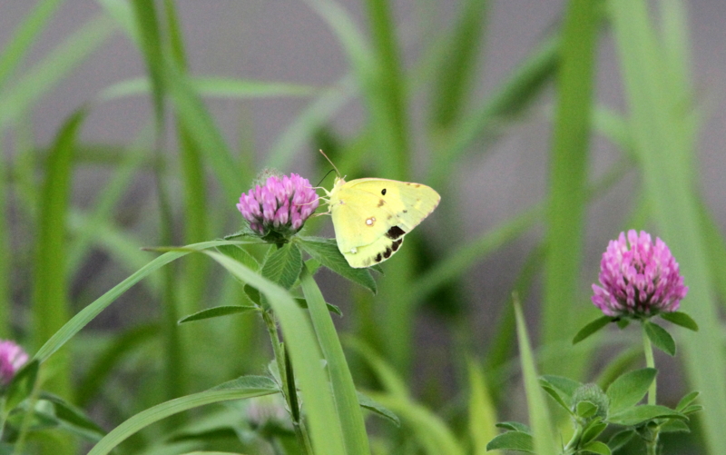 f:id:digibirds:20140626085043j:image