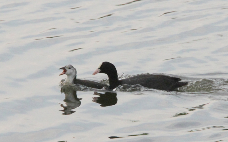 f:id:digibirds:20140627083606j:image f:id:digibirds:20140627083606j:image