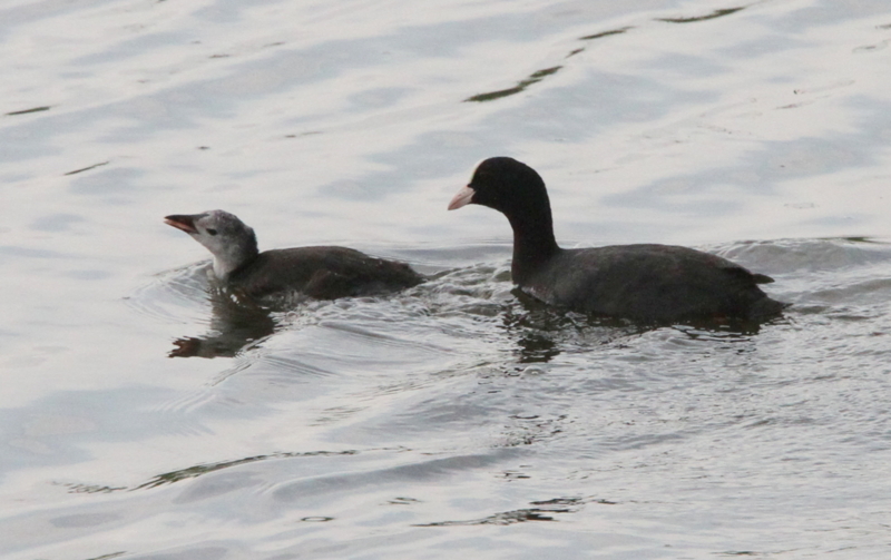f:id:digibirds:20140627083619j:image f:id:digibirds:20140627083619j:image