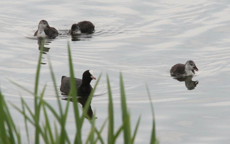 f:id:digibirds:20140627083623j:image f:id:digibirds:20140627083623j:image