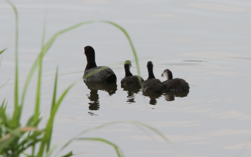 f:id:digibirds:20140627083652j:image f:id:digibirds:20140627083652j:image