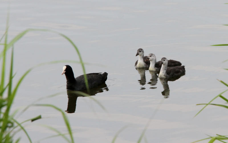 f:id:digibirds:20140627083702j:image f:id:digibirds:20140627083702j:image
