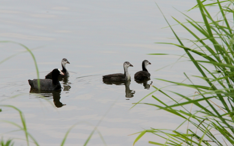 f:id:digibirds:20140627083716j:image f:id:digibirds:20140627083716j:image