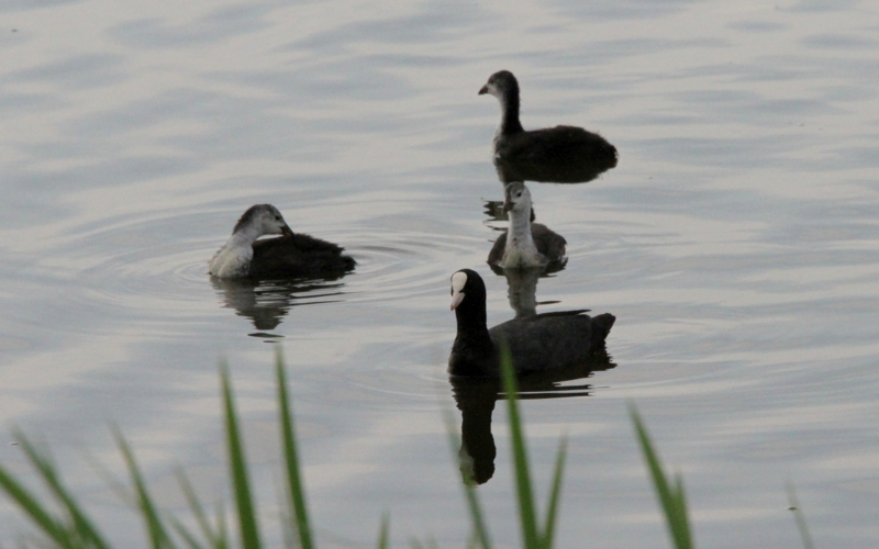 f:id:digibirds:20140627084053j:image f:id:digibirds:20140627084053j:image