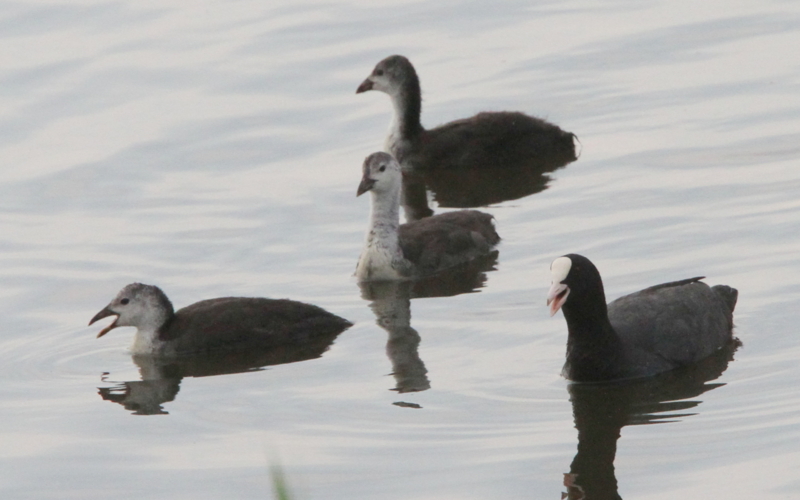 f:id:digibirds:20140627084106j:image f:id:digibirds:20140627084106j:image