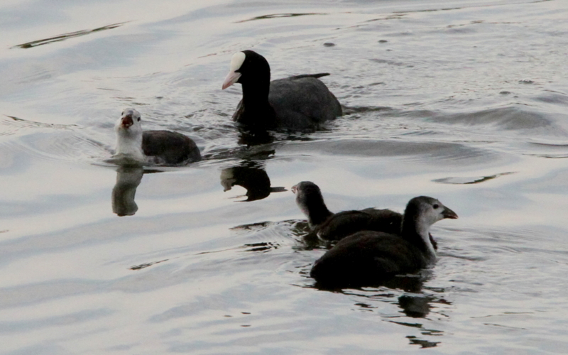f:id:digibirds:20140627084128j:image f:id:digibirds:20140627084128j:image