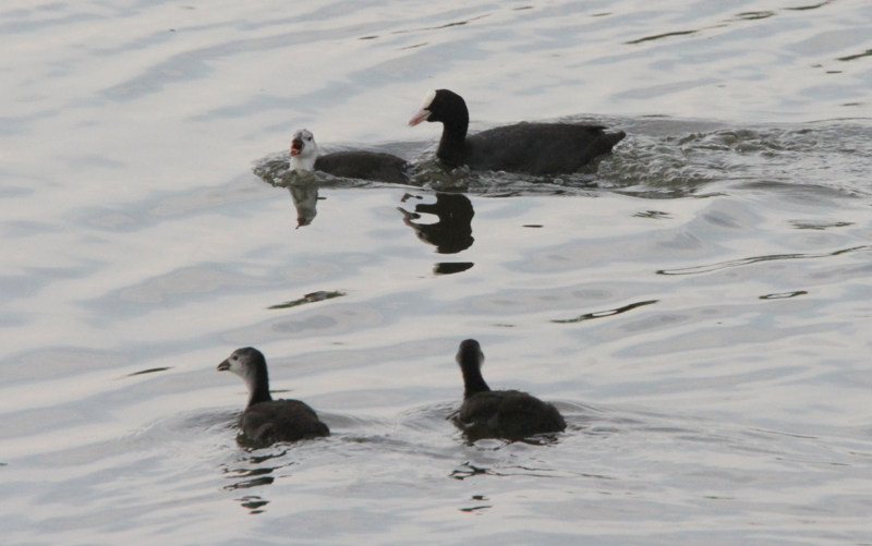 f:id:digibirds:20140627084146j:image f:id:digibirds:20140627084146j:image