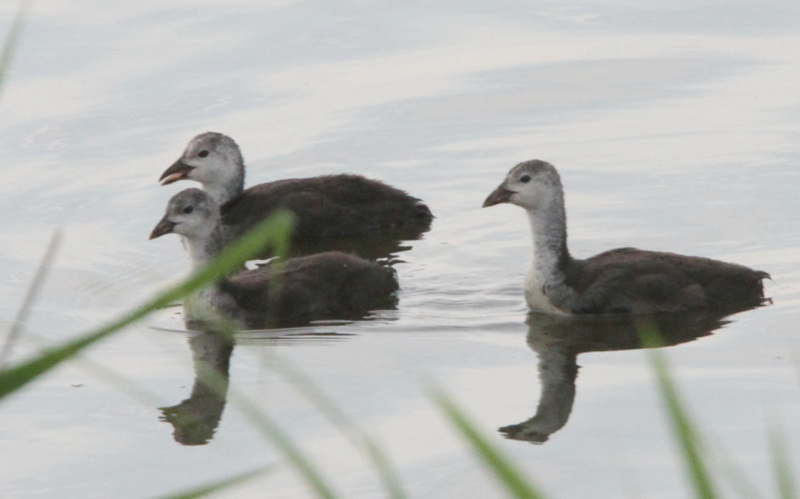 f:id:digibirds:20140627084256j:image f:id:digibirds:20140627084256j:image